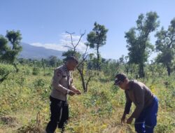 Dukung Swasembada Pangan Bhabinkamtibmas Desa Perigi Monitoring Panen Kacang Panjang