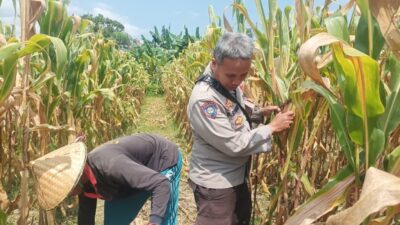 Dukung Swasembada Pangan, Polsek Batulayar Edukasi Warga Sandik