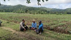 Bhabinkamtibmas Selong Belanak Dorong Petani Jagung Tingkatkan Produktivitas Dukung Swasembada Pangan