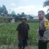Cara Bhabinkamtibmas Desa Sandik Sukseskan Ketahanan Pangan