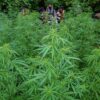 Polres Loteng Ungkap Peredaran Narkotika Golongan 1 Tanaman Jenis Ganja
