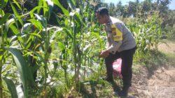 Bhabinkamtibmas Desa Paok Lombok Laksanakan Sambang dan Monitoring Ketahanan Pangan untuk Pererat Kemitraan dengan Warga
