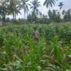 Bhabinkamtibmas Desa Danger Monitoring Ketahanan Pangan dan Ajak Warga Jaga Kamtibmas