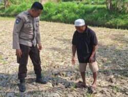 Bhabinkamtibmas Desa Sukadana Monitoring Lahan Jagung Milik Ketua Gapoktan Dile Semprong