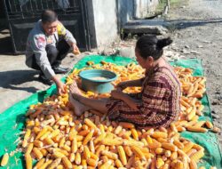 Dukung Program Ketahanan Pangan Bhabinkamtibmas Desa Bagik Papan Cek Hasil Panen Jagung