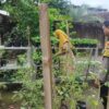 Dukung Ketahanan Pangan, Aksi Nyata Polsek Labuapi Sambangi Petani Bikin Haru dan Bangga