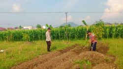 Dukung Ketahanan Pangan, Polsek Labuapi Turun Langsung Dampingi Petani di Lombok Barat