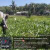 Bhabinkamtibmas Desa Leming Cek Lahan Jagung Milik Warga di Dusun Karmela Selatan