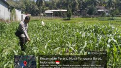 Bhabinkamtibmas Desa Leming Cek Lahan Jagung Milik Warga di Dusun Karmela Selatan