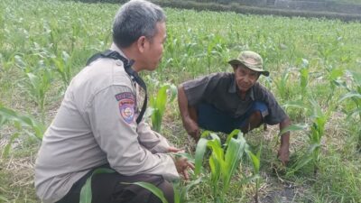 Perkuat Ketahanan Pangan Nasional, Polsek Batulayar Bergerak Pendampingan Lahan Produktif