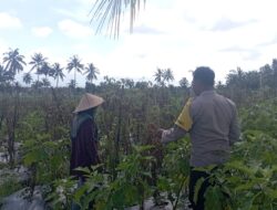 Bhabinkamtibmas Desa Masbagik Utara Perkuat Ketahanan Pangan Lewat Sambang Petani dan Monitoring Tanaman