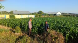 Dampingi Petani Jagung di Desa Tarusa, Bhabinkamtibmas Motivasi Warga Sukseskan Ketahanan Pangan