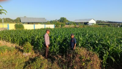 Dampingi Petani Jagung di Desa Tarusa, Bhabinkamtibmas Motivasi Warga Sukseskan Ketahanan Pangan