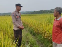 Dampingi Petani Padi di Desa Lunyuk Ode, Bhabinkamtibmas Dorong Optimalisasi Pekarangan Rumah