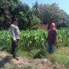Dukung Pangan Bergizi, Bhabinkamtibmas Desa Labuhan Burung Ajak Warga Optimalkan Lahan Produktif