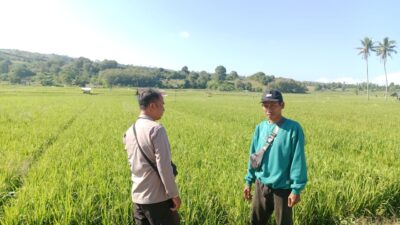 Pantau Stabilitas Harga, Bhabinkamtibmas Desa Lunyuk Rea Sambangi Petani Padi