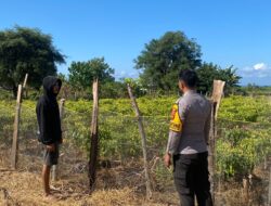 Dukung Ketahanan Pangan, Bhabinkamtibmas Desa Suka Mulya Sambangi Petani Cabai di Labangka
