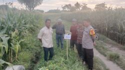 Bhabinkamtibmas Desa Malaju Dorong Pemanfaatan Pekarangan untuk Dukung Ketahanan Pangan di Kecamatan Kilo