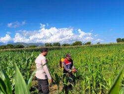 Dukung Swasembada Pangan, Bhabinkamtibmas Desa Pukat Tinjau Langsung Pertumbuhan Tanaman Jagung Warga