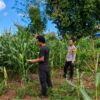 Dukung Ketahanan Pangan Nasional, Bhabinkamtibmas Desa Dorokobo Ajak Warga Optimalkan Lahan Pekarangan dan Tingkatkan Produktivitas Jagung