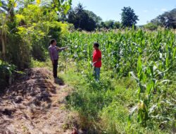 Dukung Ketahanan Pangan Nasional, Bhabinkamtibmas Desa Labuhan Burung Tinjau Tanaman Jagung Warga
