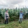 Dukung Ketahanan Pangan, Bhabinkamtibmas Desa Usar Tinjau Tanaman Warga dan Ajak Manfaatkan Pekarangan