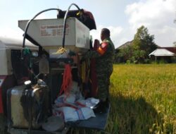 Babinsa Midang Dampingi Panen Padi, Semangat Petani Kian Menguat