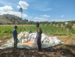 Dukung Ketahanan Pangan Nasional, Bhabinkamtibmas Desa Moyo Mekar Tinjau Tanaman Jagung dan Motivasi Petani