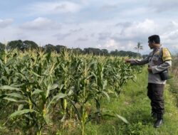 Polsek Labuapi Turun ke Sawah Dampingi Petani Wujudkan Ketahanan Pangan di Lombok Barat