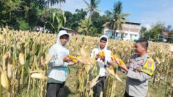Bhabinkamtibmas Desa Bagik Papan Cek Panen Jagung dan Berikan Himbauan Kamtibmas kepada Masyarakat