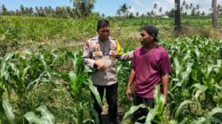 Bhabinkamtibmas Desa Bagik Papan Cek Tanaman Jagung Warga, Dukung Ketahanan Pangan dan Sampaikan Imbauan Kamtibmas