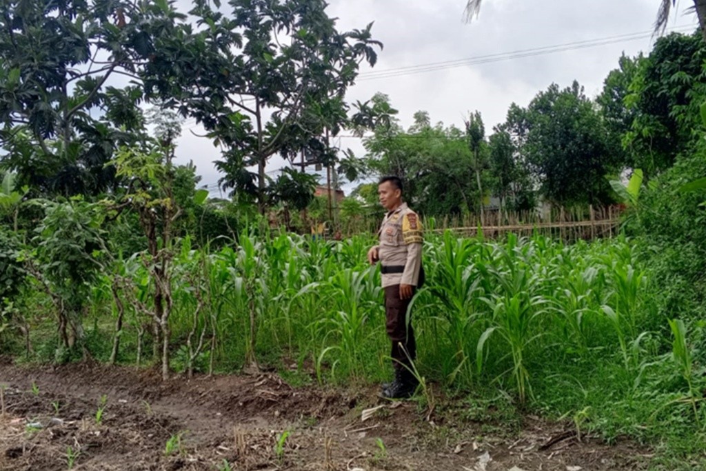 Upaya Polsek Labuapi Jaga Stabilitas Bahan Pokok dan Ketahanan Pangan di Terong Tawah