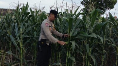 Ubah Pekarangan Jadi Lahan Produktif, Cara Polsek Labuapi Perkuat Ekonomi Warga