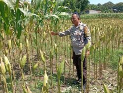 Perkuat Ketahanan Pangan Desa, Polsek Labuapi Turun Langsung Dampingi Petani Merembu