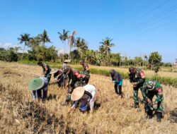 Babinsa Koramil 1606-07/Gunungsari Dampingi KWT Sesela Tanam Jagung