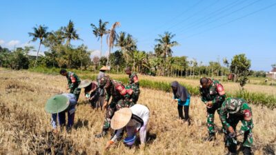 Babinsa Koramil 1606-07/Gunungsari Dampingi KWT Sesela Tanam Jagung