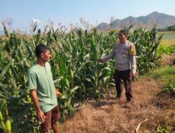 Bhabinkamtibmas Polsek Hu’u Pantau Lahan Jagung Warga, Dukung Program Ketahanan Pangan