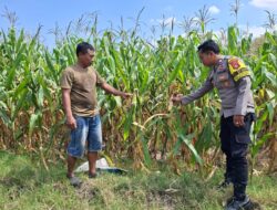 Bhabinkamtibmas Dorokobo Pantau Lahan Jagung Warga, Dukung Ketahanan Pangan Menuju Indonesia Emas