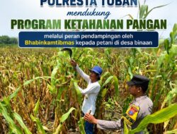Dalam Rangka Mendukung Ketahanan Pangan Nasional Anggota Bhabinkamtibmas Polsek Senori Polresta Tuban Monitoring Kondisi Tanaman Jagung di Desa Wanglukulon
