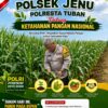 Polisi Polsek jenu Polres Tuban Turun ke Ladang, Dampingi Petani Jagung Dukung Ketahanan Pangan