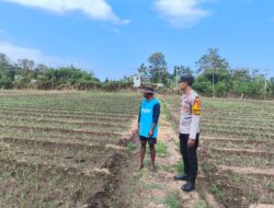 Dukung Ketahanan Pangan Nasional, Bhabinkamtibmas Desa Suka Damai Sambangi Petani Cabai dan Dorong Pemanfaatan Pekarangan