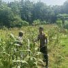 DUKUNG KETAHANAN PANGAN NASIONAL, BHABINKAMTIBMAS DESA PACING POLSEK PARENGAN MELAKSANAKAN PENDAMPINGAN PETANI JAGUNG DI DESA PACING KEC. PARENGAN.