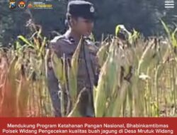 Cek Kualitas Buah Jagung Siap Panen, Polsek Widang Polresta Tuban Dukung Astacita