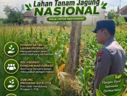 Polsek Tambakboyo Polres Tuban Turun Cek Tanaman jagung Warga di Desa Ngulahan