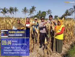 Kapolsek Terara Panen Jagung Bersama Kelompok Tani, Dukung Program Ketahanan Pangan