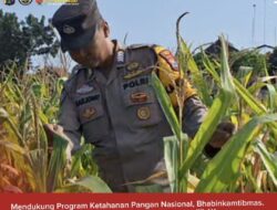 Bhabinkamtibmas Polsek Widang Monitoring Pertumbuhan Jagung