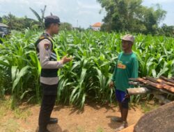 Dukung Astacita Presiden RI, Bhabinkamtibmas Polsek Jenu Polresta Tuban Cek Perkembangan Tanaman Jagung Warga