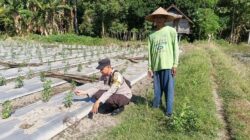 Dukung Ketahanan Pangan, Bhabinkamtibmas Desa Karang Dima Sambangi Petani Cabai di Dusun Sumer Payung