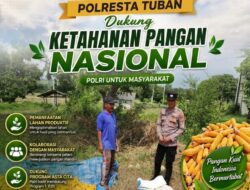Dukung Ketahanan Pangan, Bripda Gustian Polsek Bancar Sambangi Petani dan Monitor Panen Jagung di Desa Pugoh