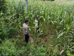 Polsek Tambakboyo Polresta Tuban Dampingi Petani Jagung di Desa Sawir, Wujudkan Ketahanan Pangan